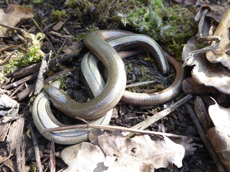 Mating Slowworms